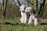 BEDLINGTON TERRIER 215